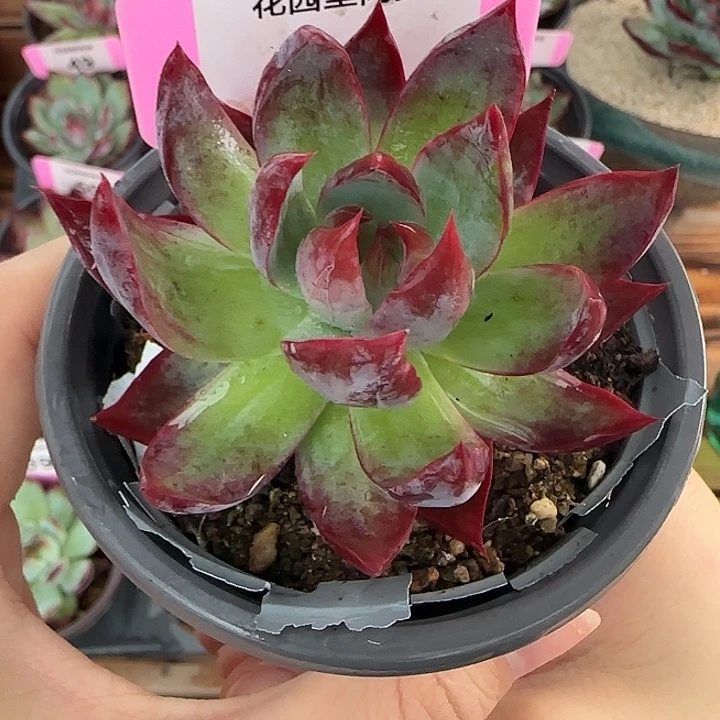 43 惊鸿仙子多肉植物