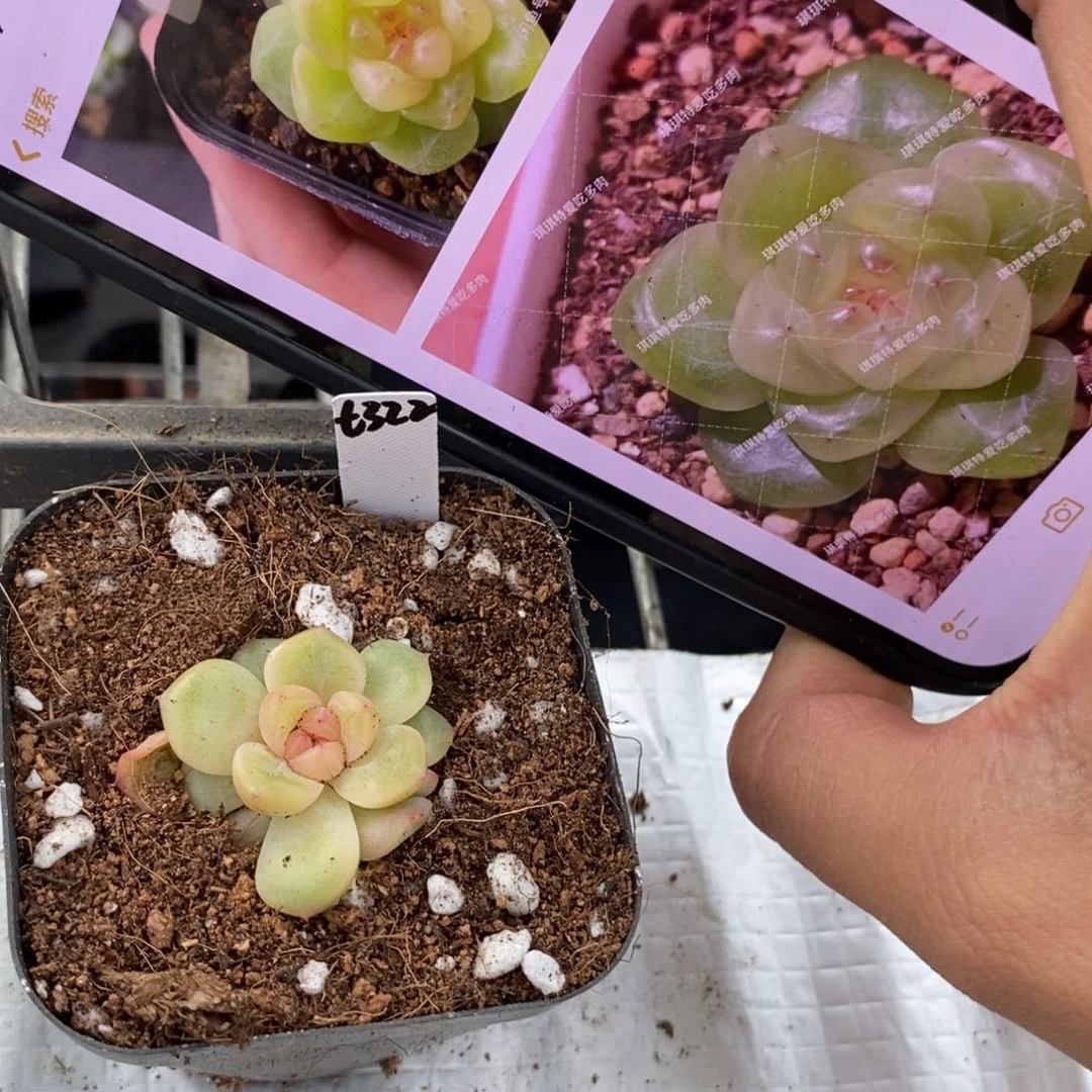 标签118甜心322一个多肉