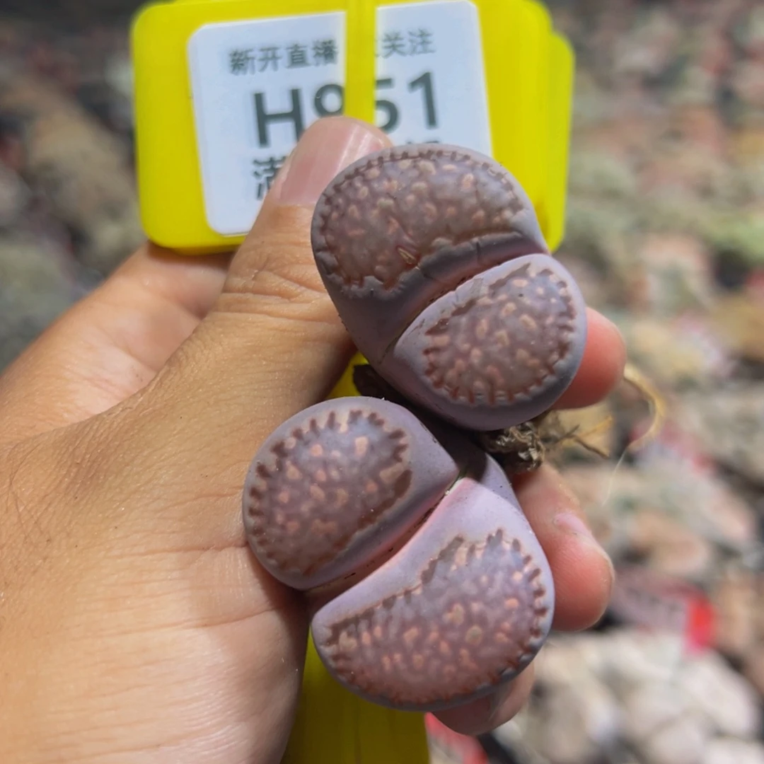 950 生石花大群生大群生