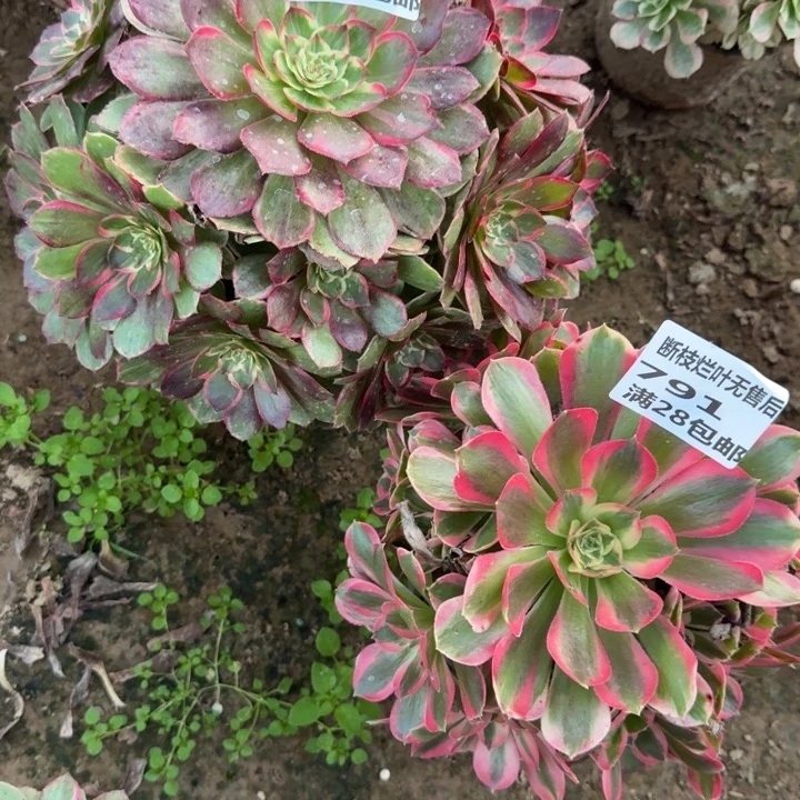 狼***犬792/791两个组合二号棚A
