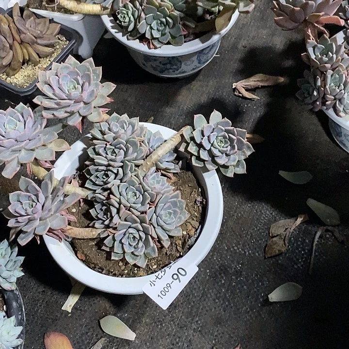 平***淡小七夕多肉红粉佳人90