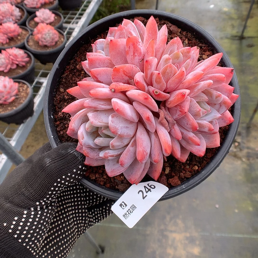 246雪天使多肉植物666
