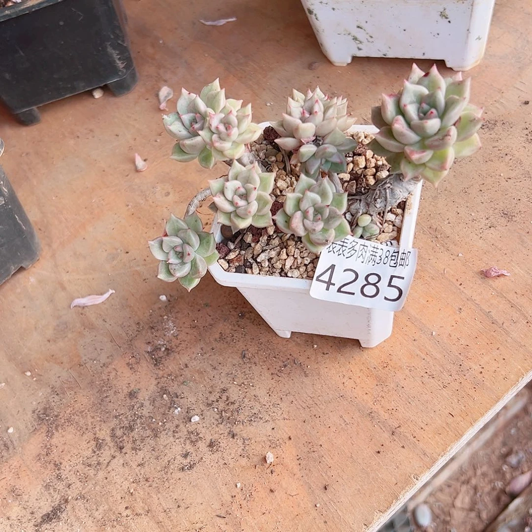 容***无花朵多肉一物一拍植物4285