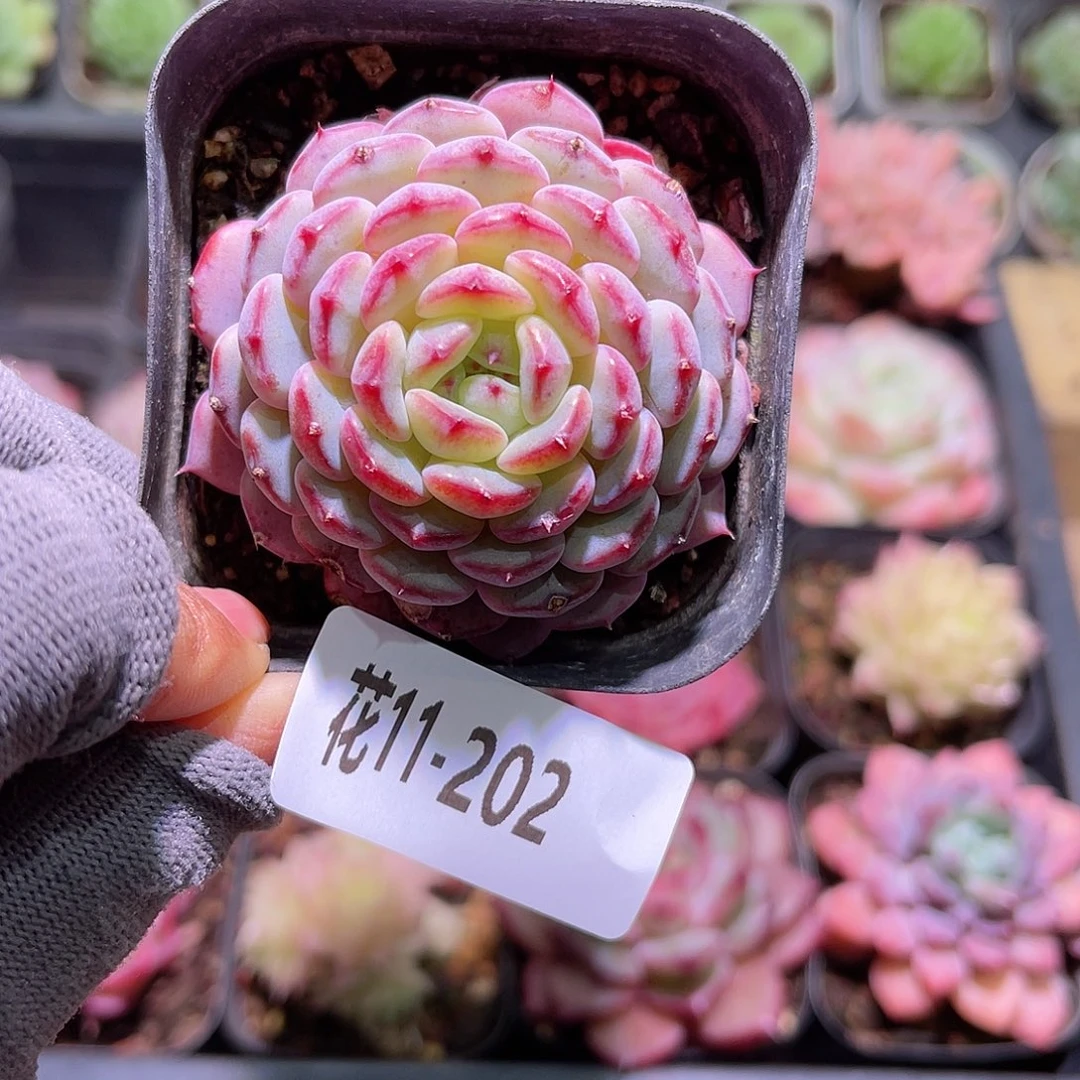 花114202哈尼单头