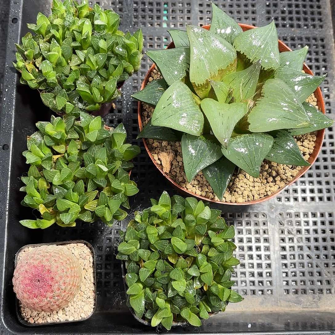 5颗组合多肉植物