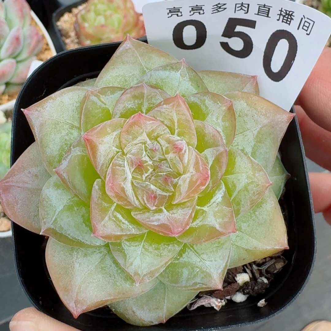 佛洛依德            精美多肉植物