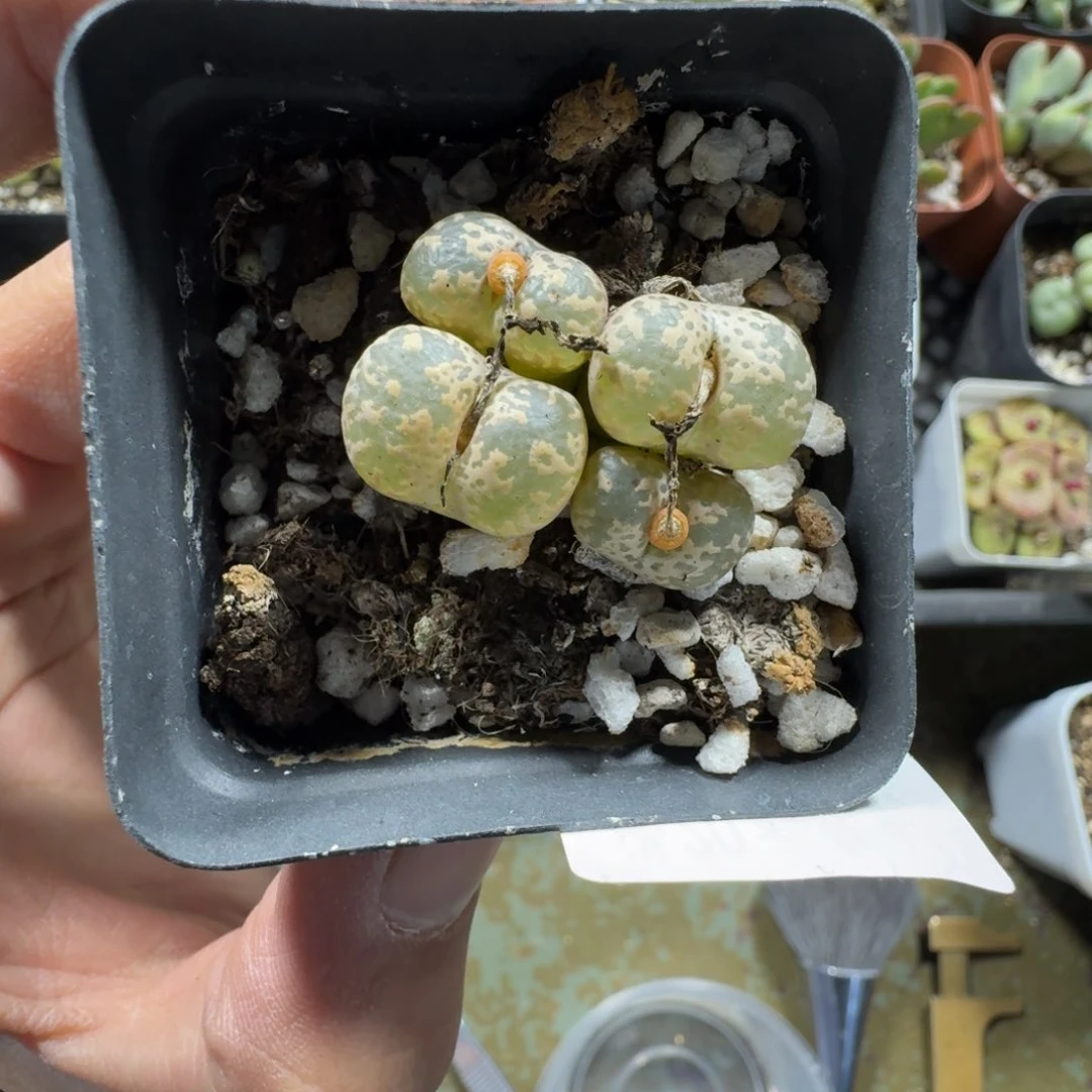 大***娅2607。多肉植物。鸟