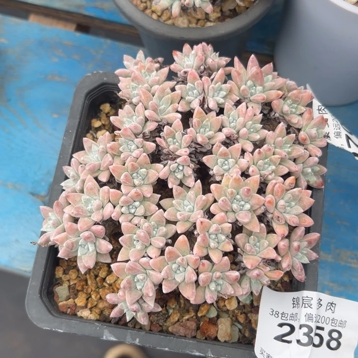 日系白菊～一物一拍2358
