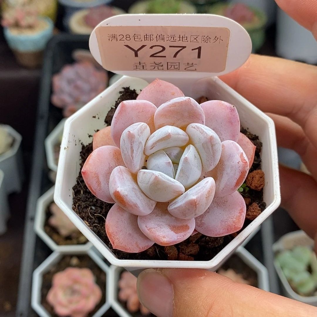 0271 雪糕 5cm 单头