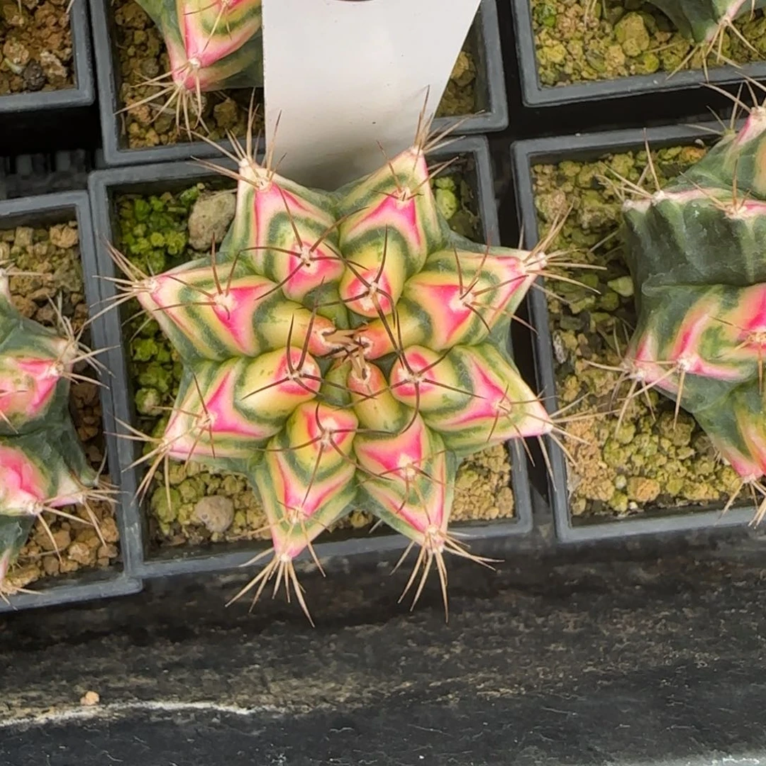 196-0226花田脱土发多肉