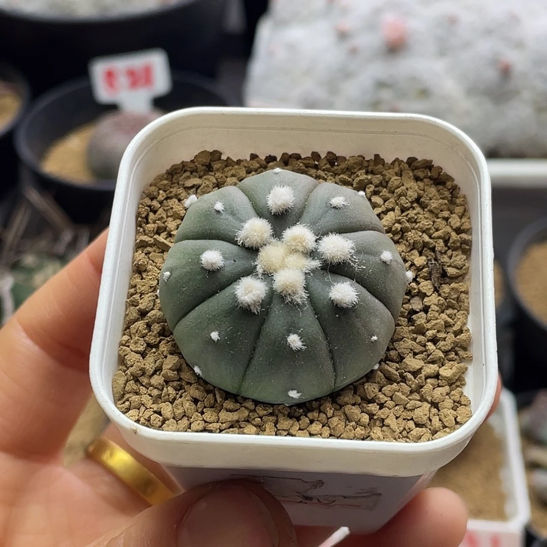 实生泰系大尤皇冠兜仙人球