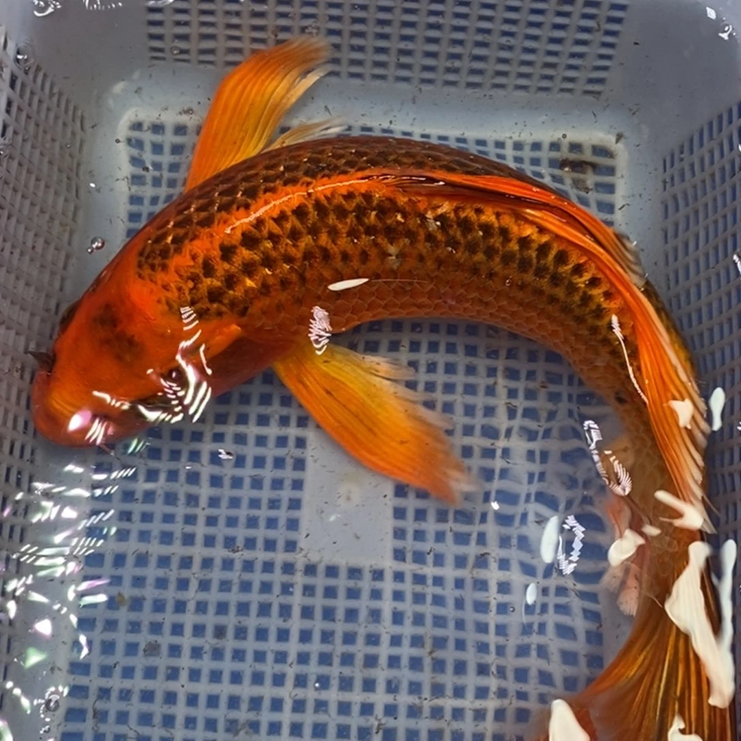 锦鲤冷水锦鲤包邮