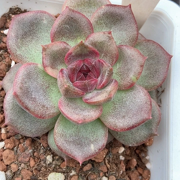多肉植物杂交黑色个体993
