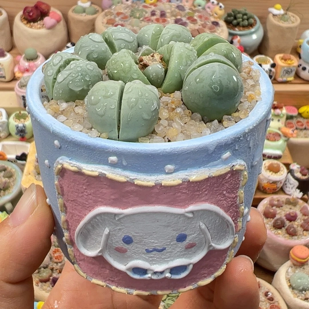 多肉植物162号元宝