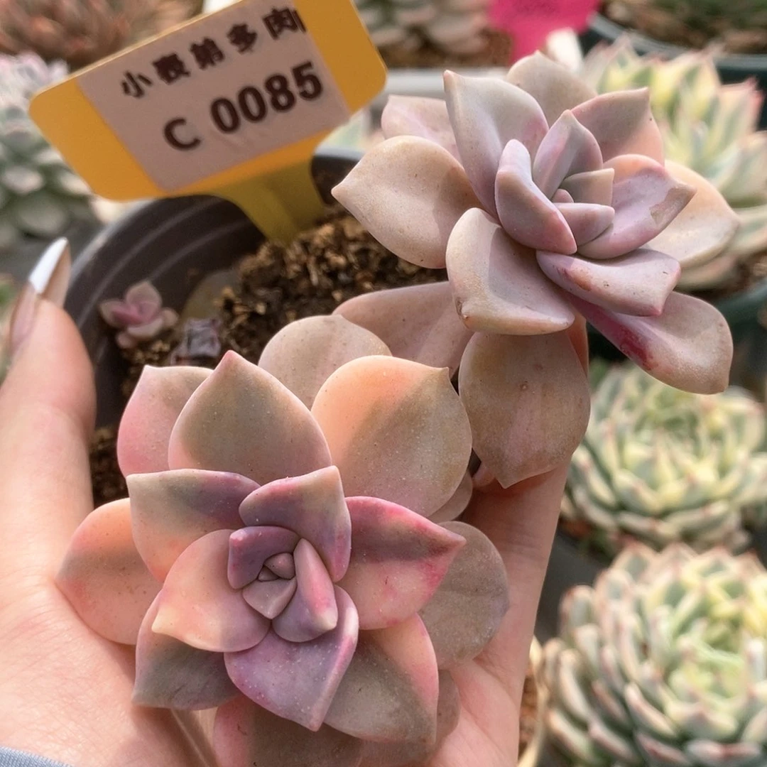 085紫乐锦锦锦锦锦