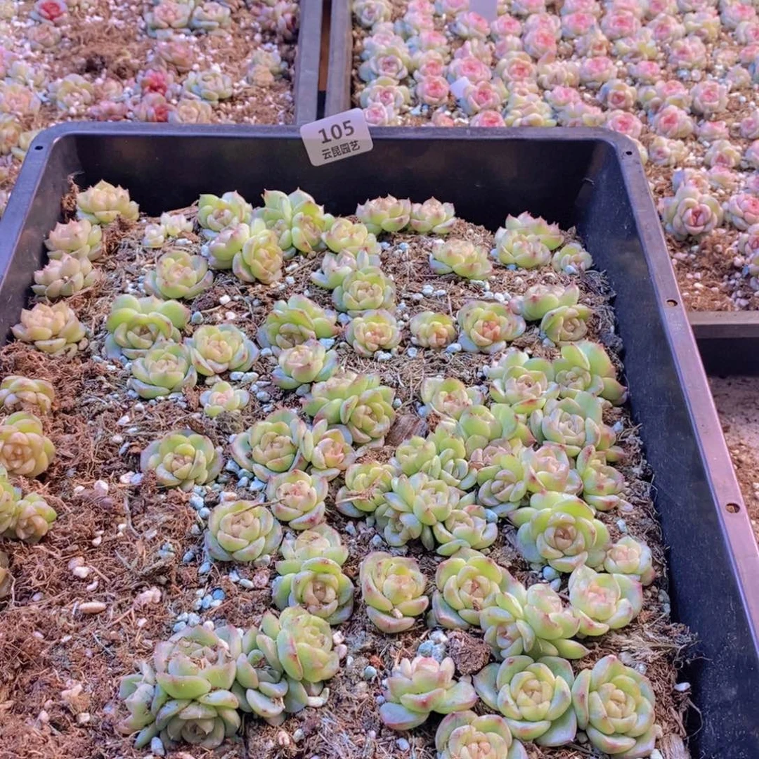 一物一拍。 105。带框发