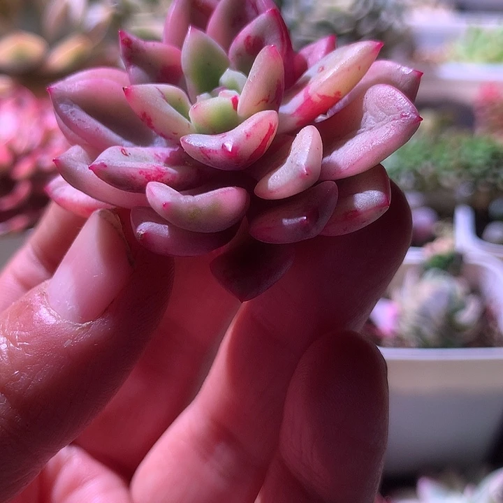 回声覆轮锦有根有根