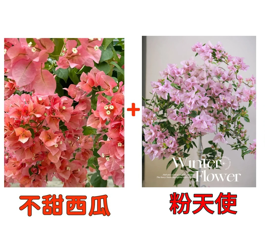 【粉天使+不甜西瓜】到手2颗勤花耐热三角梅基地直邮不带花不带盆