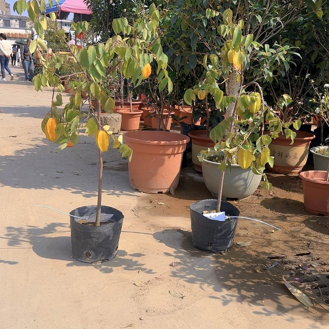 苦**边果树11111111111