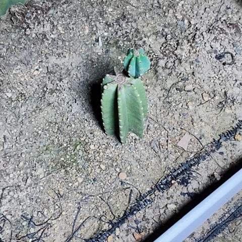 30公分左右老桩脱土发货量天尺