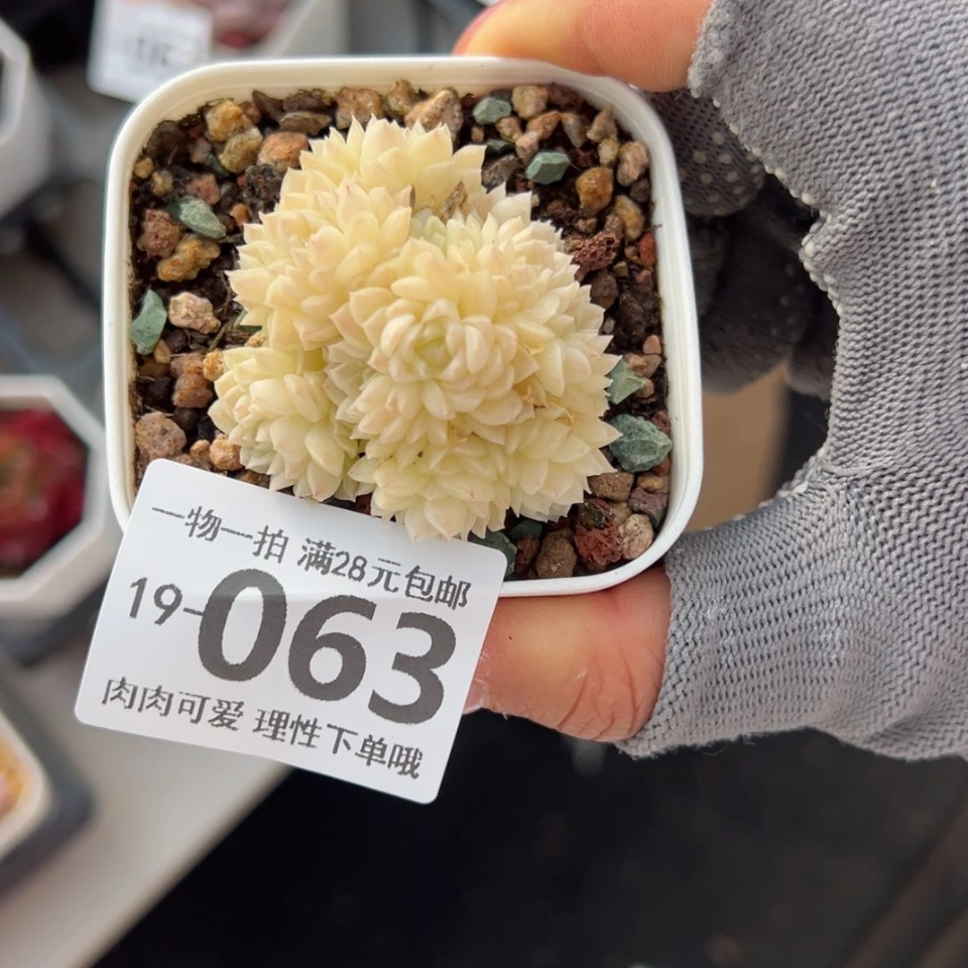 若雪多肉多肉多肉多肉