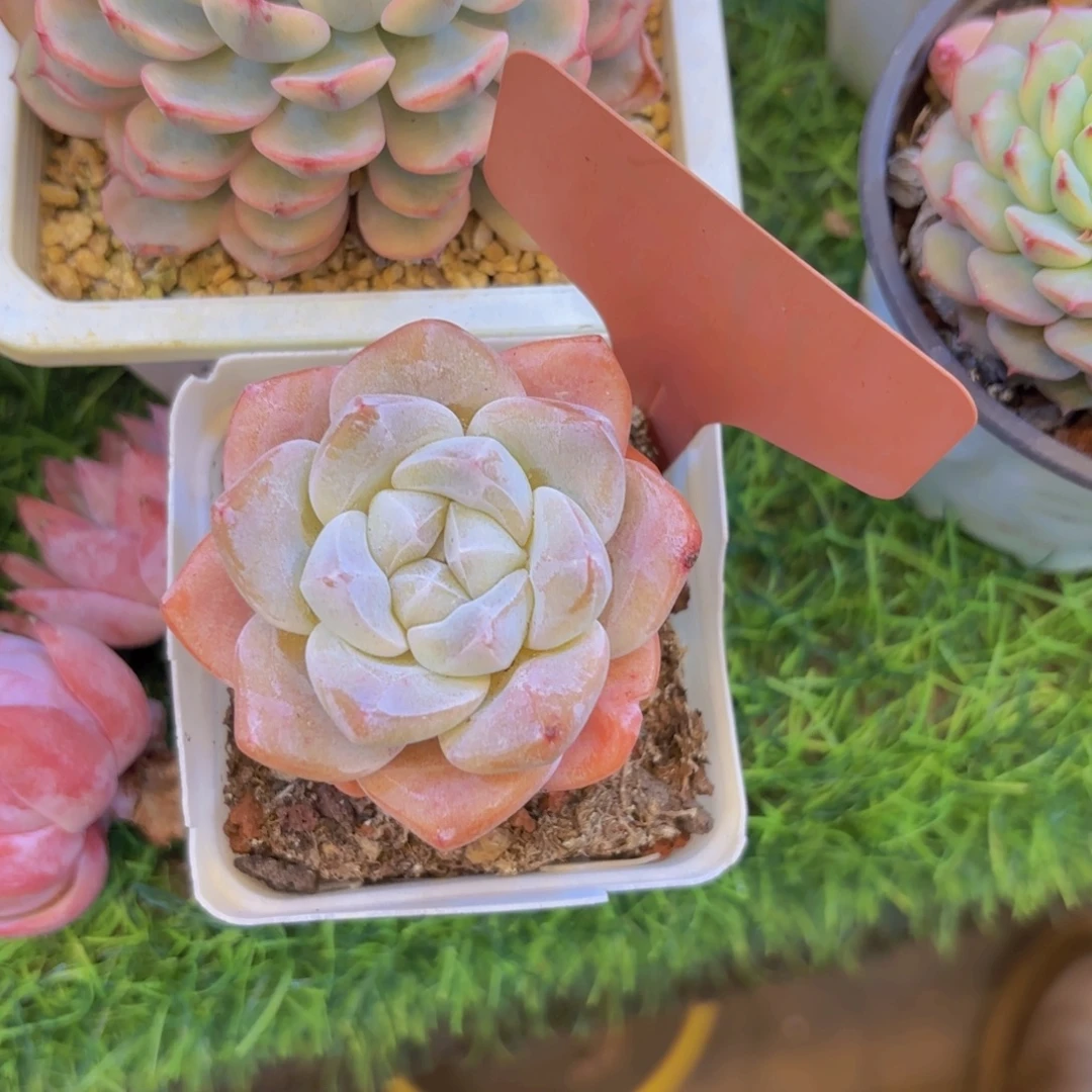 M***I云南金致家精品多肉