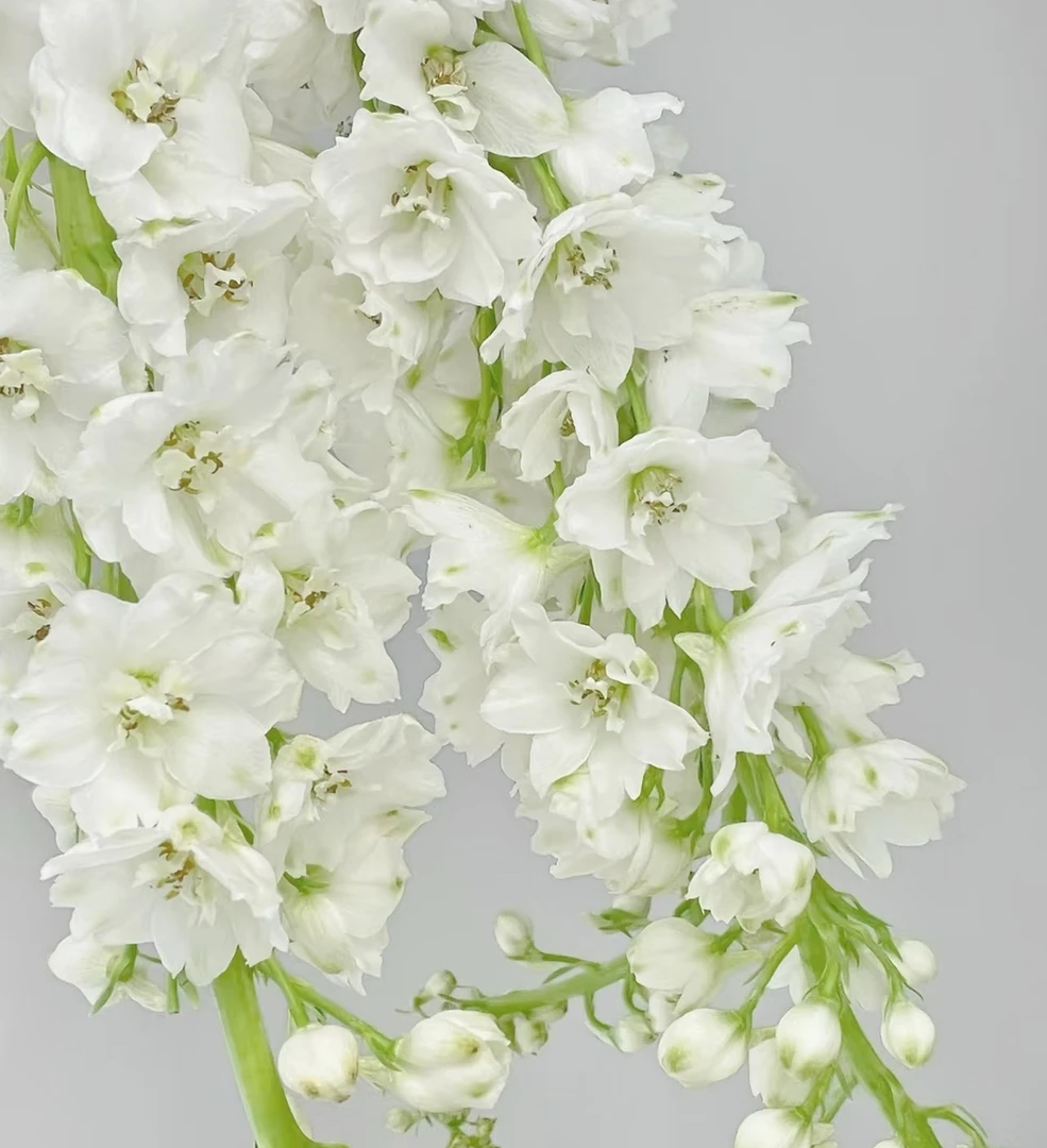 大花飞燕草 白色大盆 盆栽爆花好养花期长室内阳台 云南鲜花绿植