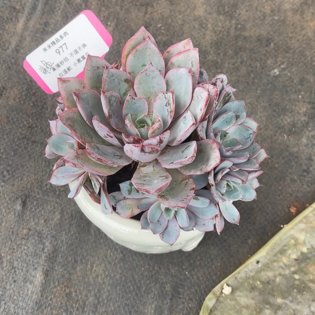 Z*儿977赫拉手捧+花盆