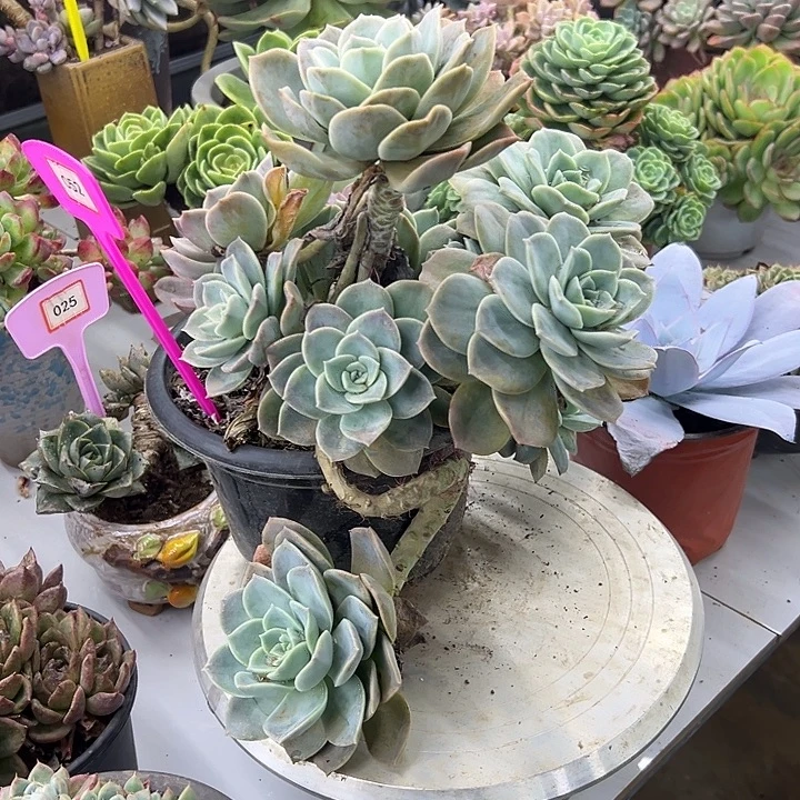 你***吧哈利多肉植物保护052