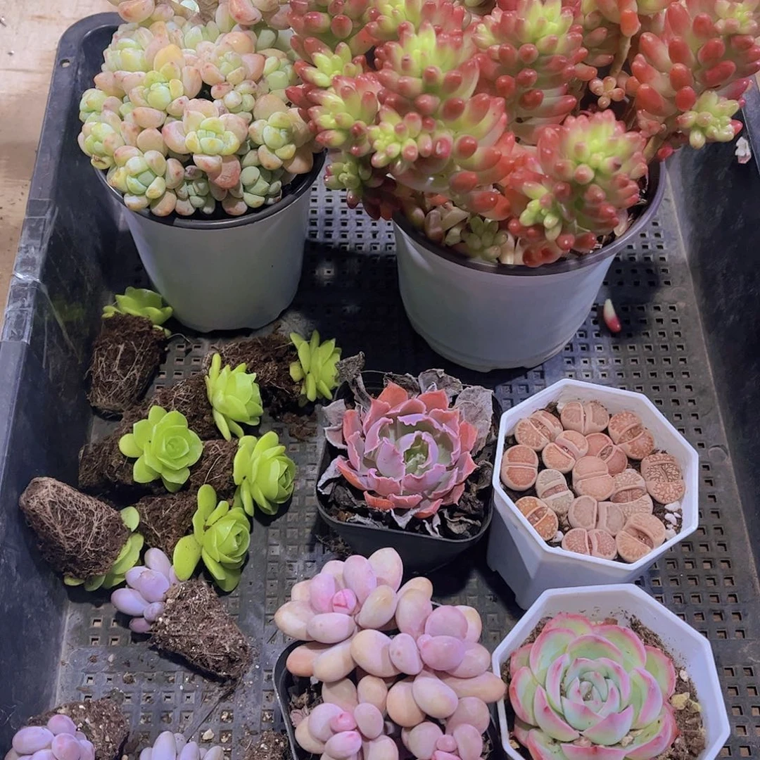 多肉980多肉植物