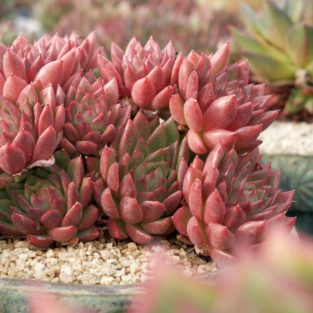 从前慢花园从前慢花园高端明月精品东云系多肉直播间挑选