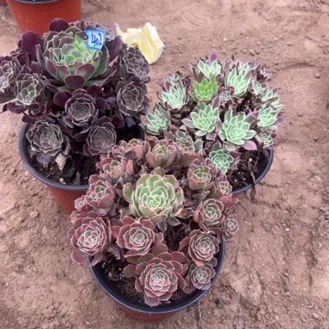 402多肉植物组合，