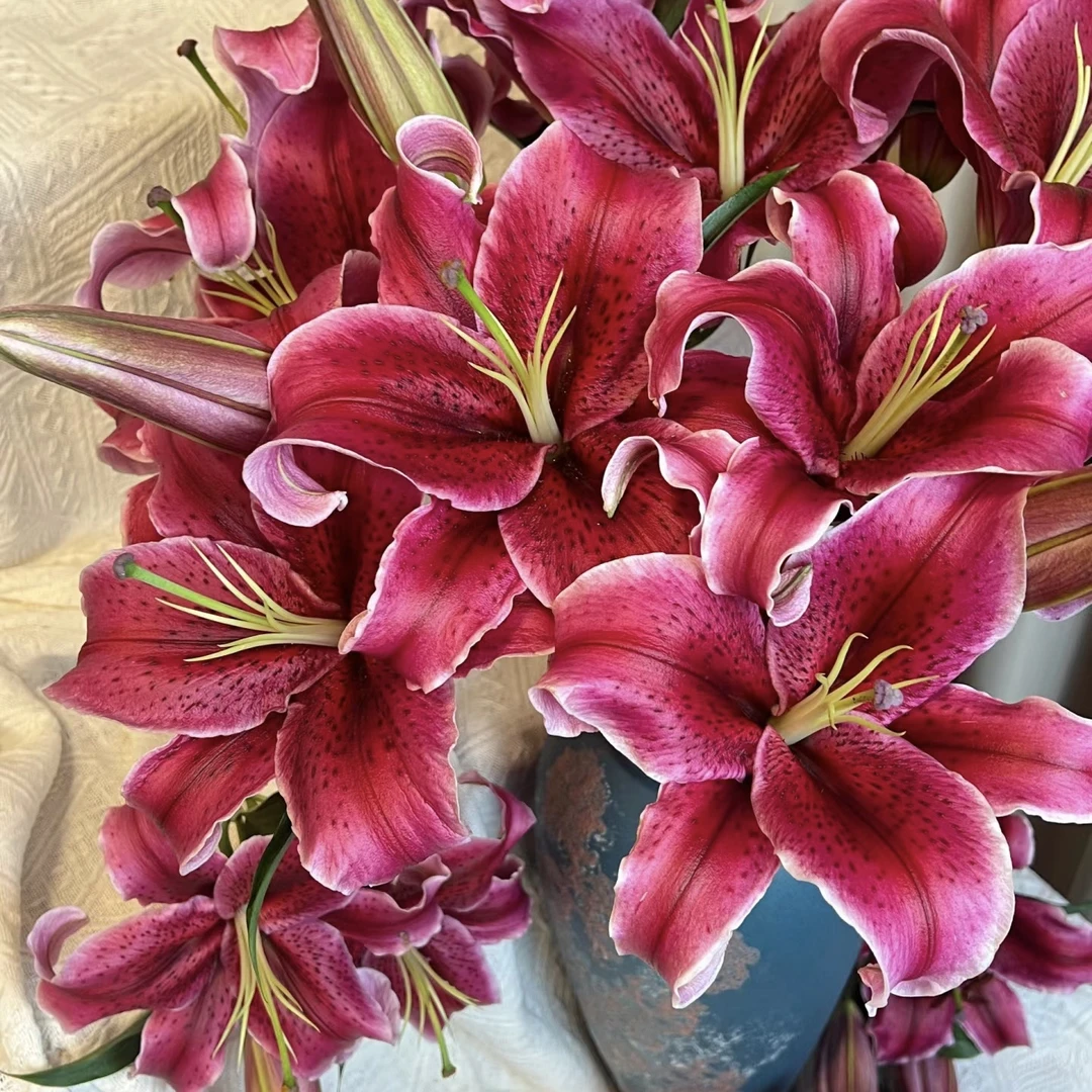 黑美人香水百合种球（明年开花）百合花种球鲜花重瓣花卉