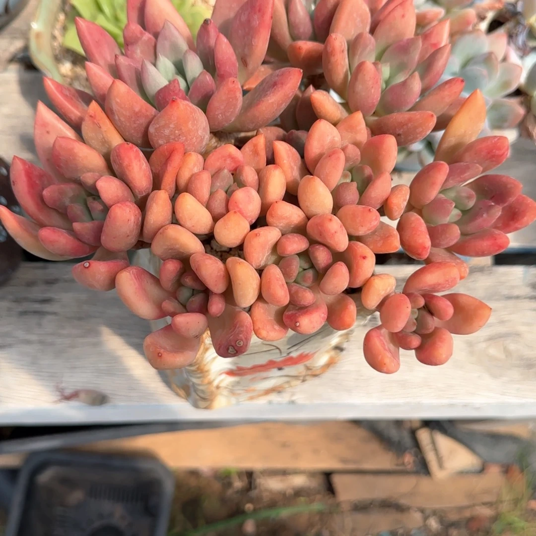 多肉植物多肉植物