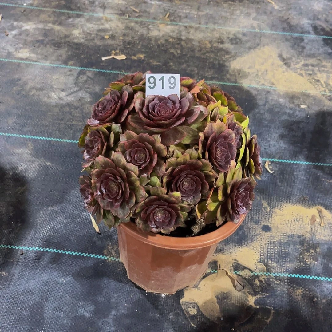 用****8多肉植物一物一拍919