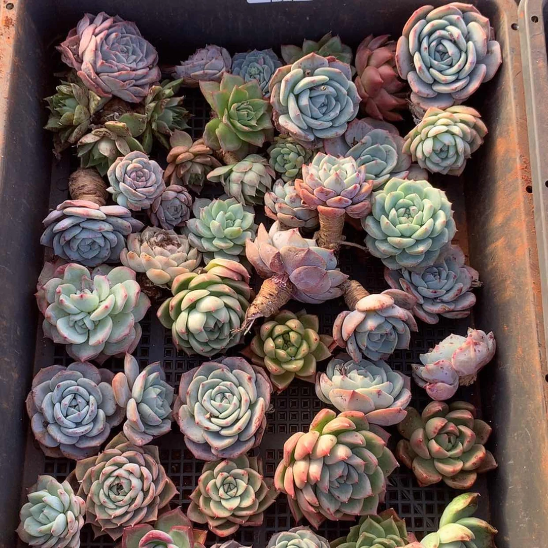 【闪购商品】云131号