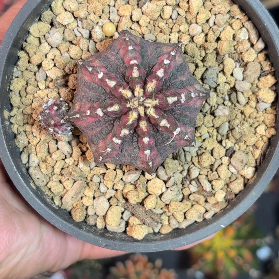 泰系米哈仙人球实生110