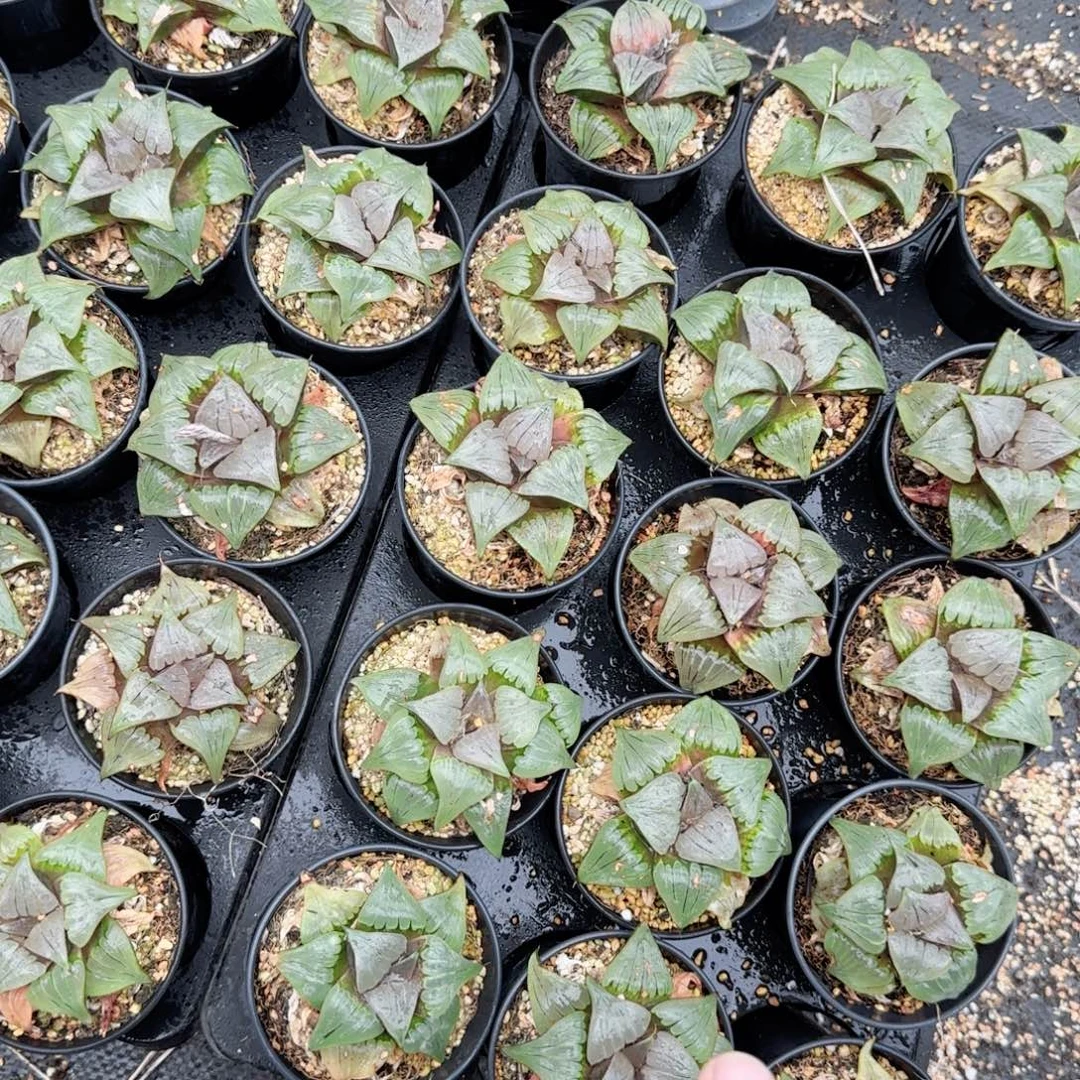瑕疵媚凤多肉植物一颗