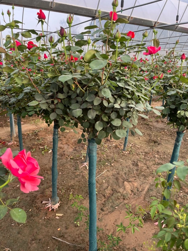 树状月季3.5公分