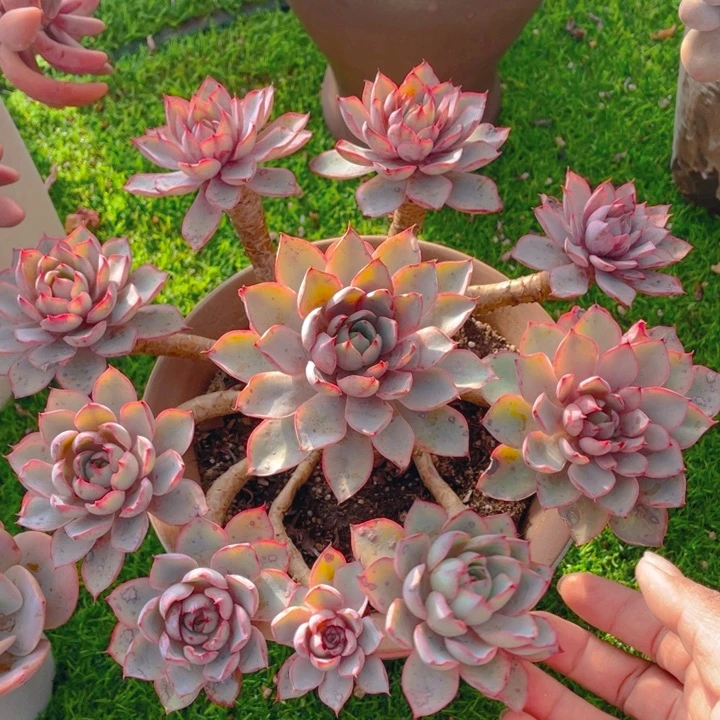 谢谢你的支持0000068