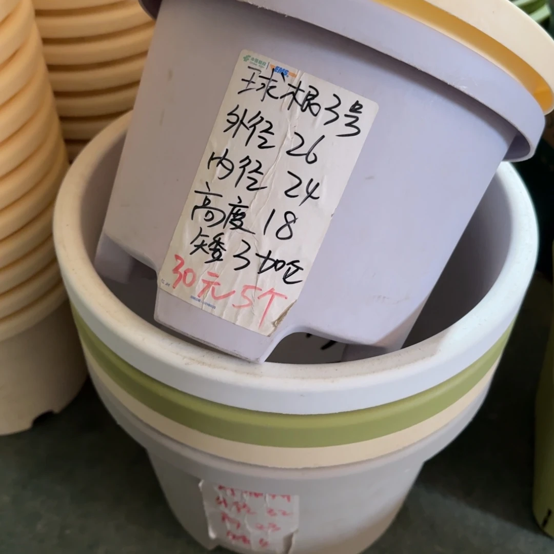 球根3#口径26无拖灰白6个