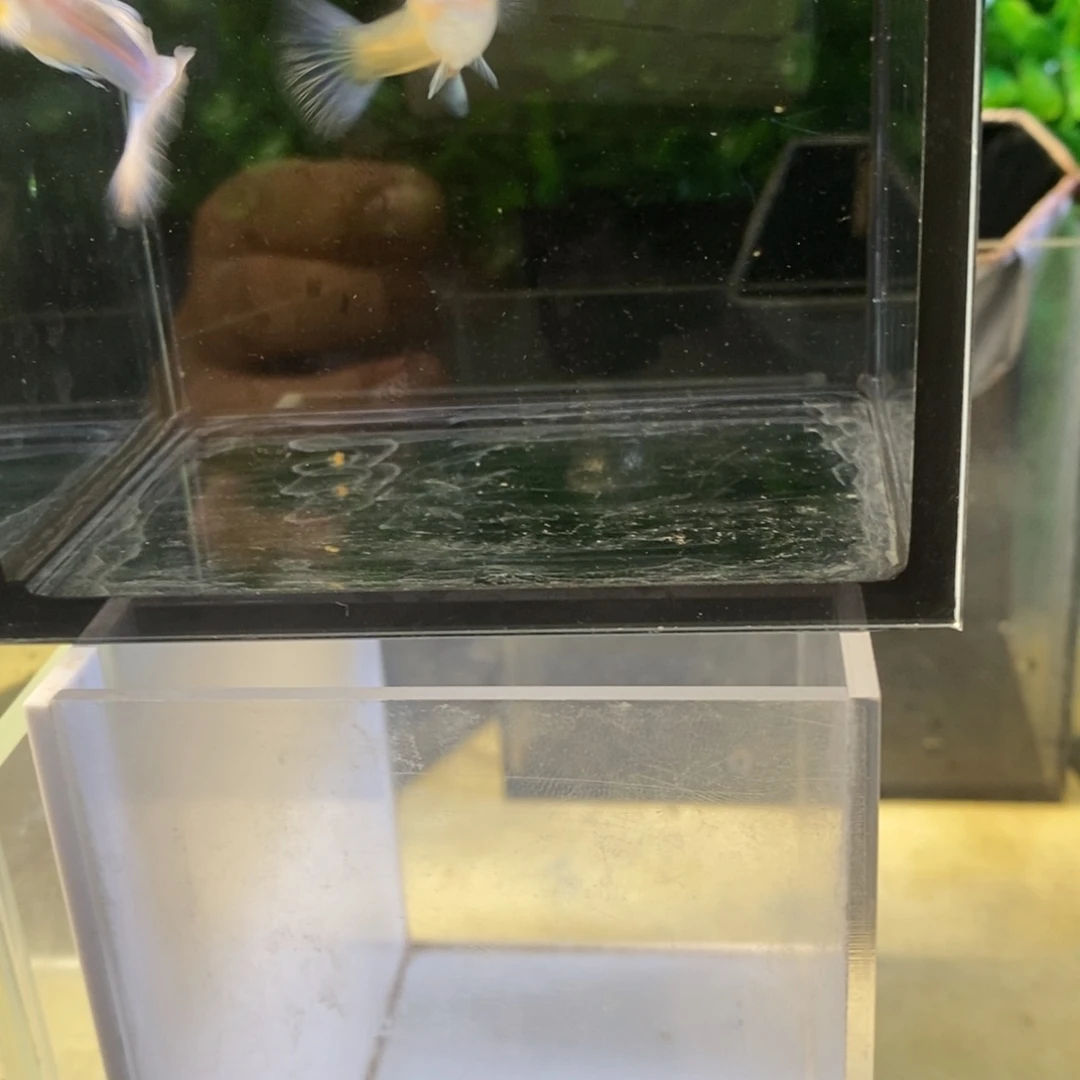孔雀鱼紫白欧翼一对