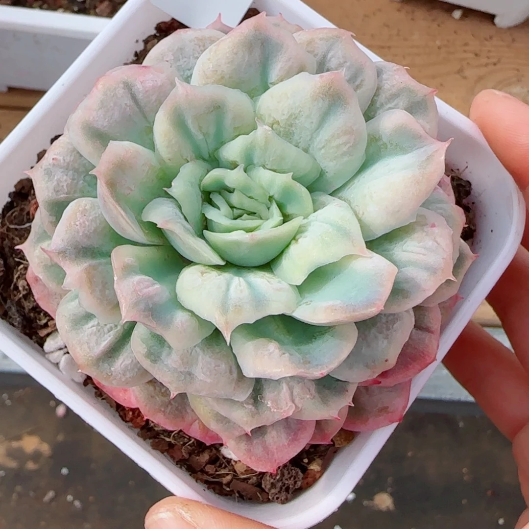 泡泡纱裙，3598多肉植物