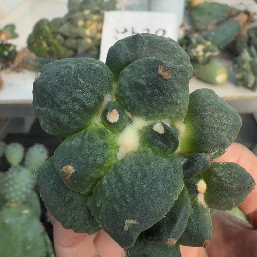 【闪购商品】无花朵晨*怒涛46