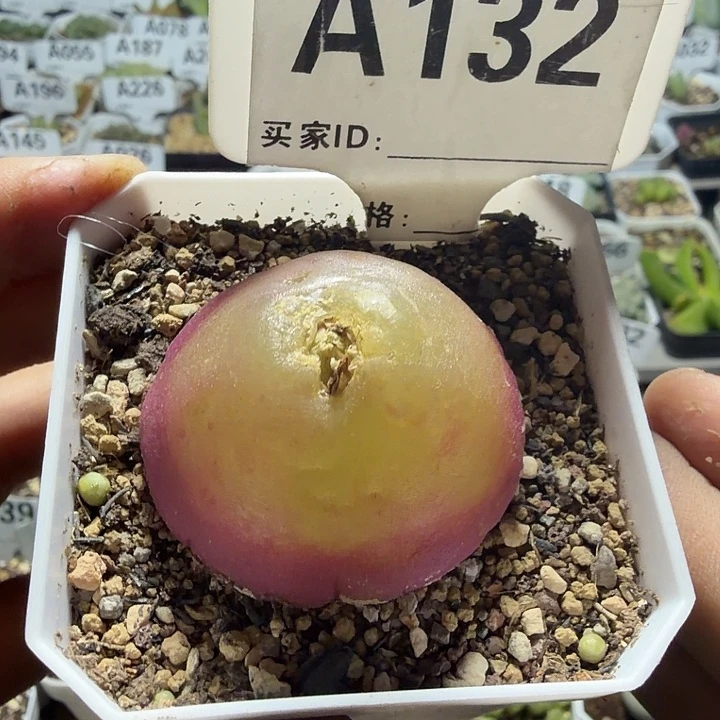 132。大灯泡4.7厘米