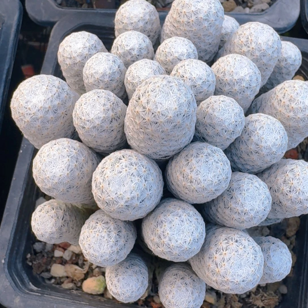 仙人球开花一个 13 公分
