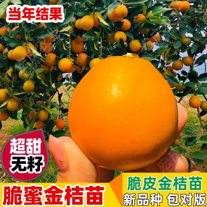 【甜度五星级】正宗嫁接脆蜜脆皮金桔柑树苗橘子苗金桔四季南北可种