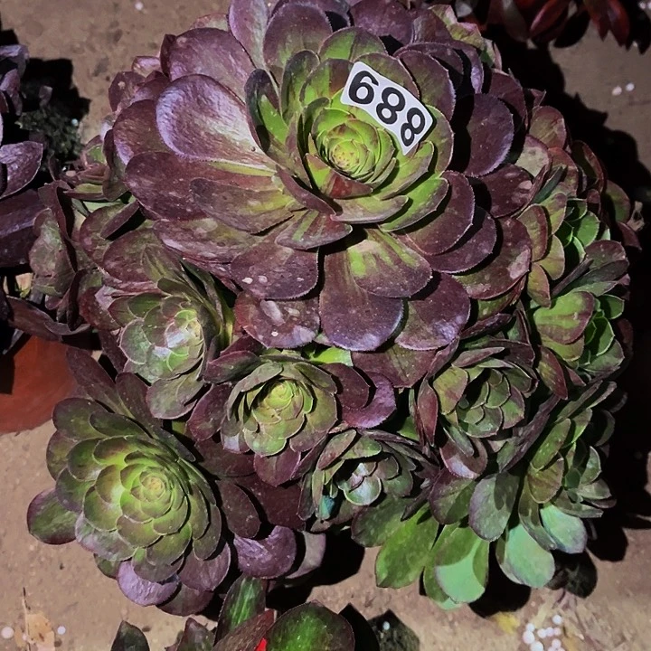 886花月夜多肉植物处理不售后