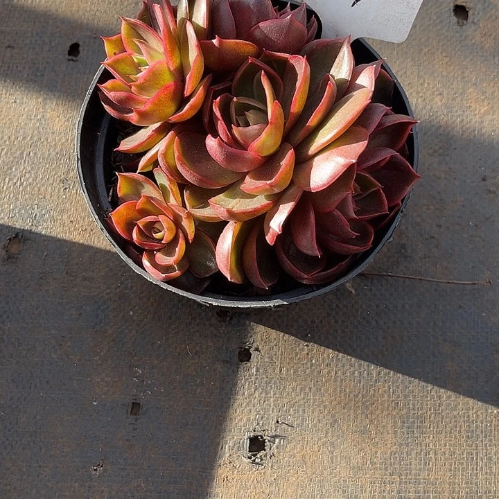 搁***忆000000000000000000667