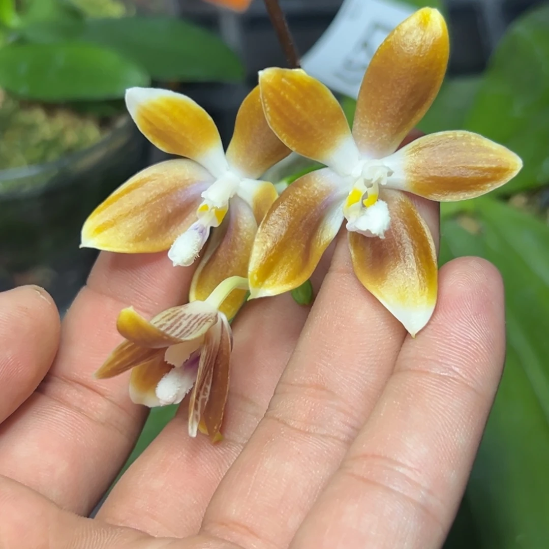 完全开放l286三寸椰子宝贝双苗